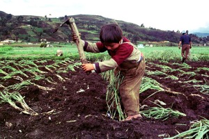 A Colombian child named Andres, age 4, sows onion on a small farm near Tota lake in the village town..